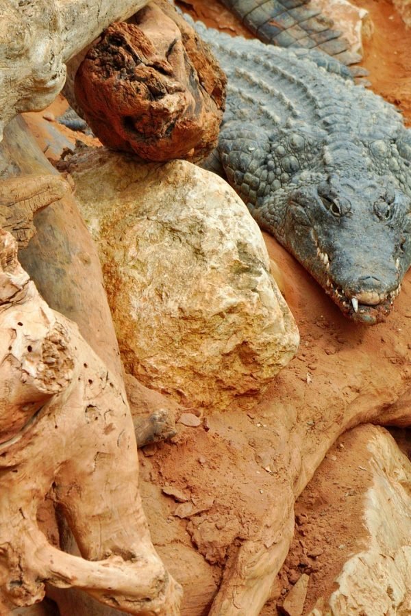 crocodile-g8558ce67b_1920