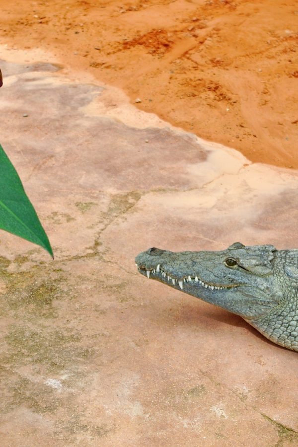 crocodile-gaf28c30f6_1920