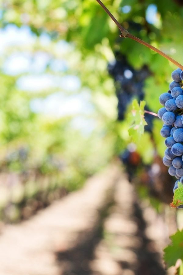 grapes-gf15049aca_1920