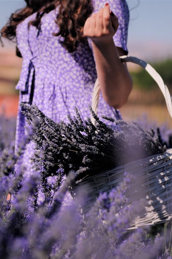 lavender-g2560a3a64_1920