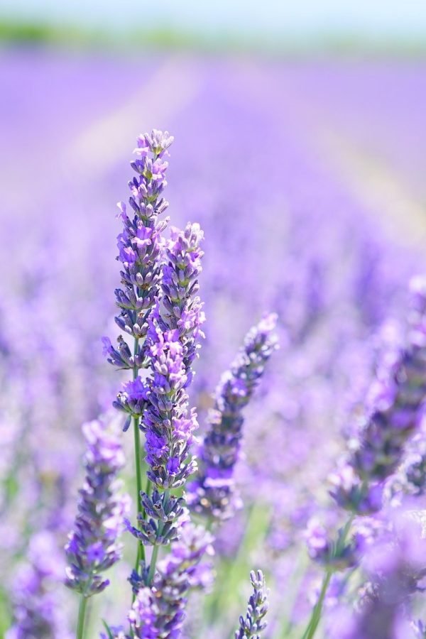 lavender-g606286a3f_1920