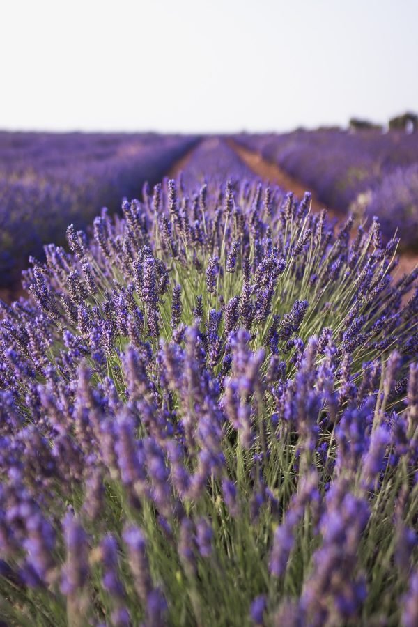 lavender-gc782481ab_1920