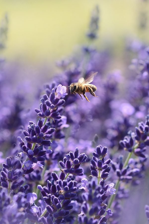lavenders-gc3c10d174_1920