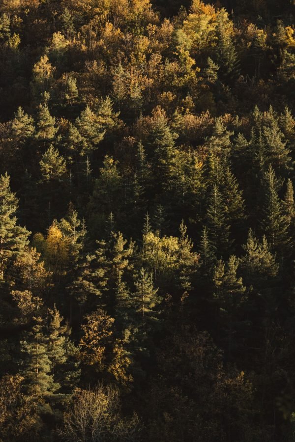 tom-allport-L3V-iMmzsCs-unsplash